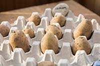 Chitting potatoes. Potato 'Premiere' in egg tray