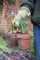 Woman holding trug of Muscari 'Early Magic' and Galanthus nivalis