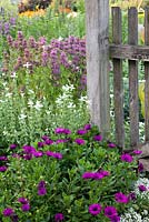 Osteospermum ecklonis 'Asti Purple', Salvia viridis 'White Swan', Monarda citriodora, wooden fence