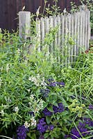Heliotropium arborescens 'Manati', Cyperus glaber, Salvia uliginosa, wooden fence