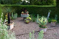 Containers for various succulents - mill stone table and gravel area with hedges - Cothay Manor, Greenham, Somerset, England summer late June 