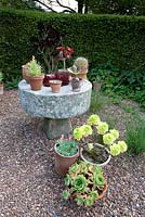 Succulent plants in containers loose arrangement and millstone table