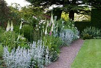 White perennial border and cedar tree - Cothay Manor, Greenham, Somerset, England, late June  