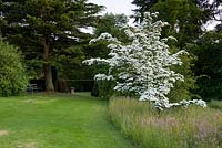 Cothay Manor, Greenham, Somerset. White flowering Cornus in long meadow 