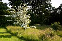 Cothay Manor, Greenham, Somerset. White flowering Cornus in long meadow 
