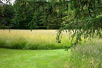 Cothay Manor, Greenham, Somerset. Larch branches hanging over area of long grass and mown path 