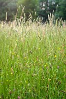 Cothay Manor, Greenham, Somerset. Tall meadow grass 
