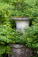 Cothay Manor, Greenham, Somerset. Stone urn on wall surrounded by yellow flowering shrub