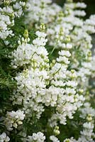 Cothay Manor, Greenham, Somerset. Lupinus arboreus - white tree lupin 