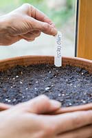 Adding plant label for Land Cress 'Barbarea verna'