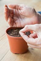 Sowing Aubergine seeds