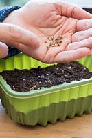 Sowing Baby Leaf Salad seeds