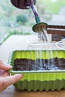 Watering Baby Leaf Salad seeds