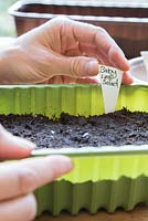 Adding plant label for Baby Leaf Salad