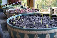 Growing Pea 'Onward', Baby Leaf Salad and Kale 'Nero Di Toscana' in containers. Growth development