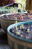 Growing Pea 'Onward', Baby Leaf Salad and Kale 'Nero Di Toscana' in containers. Growth development