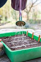 Watering Tomato seeds