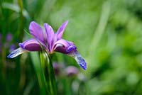 Iris graminea var. pseudocyperus