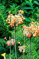 Primula florindae - orange form in Bishop Rudds walk - Aberglasney Gardens, Carmarthenshire, South Wales. July