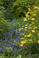 Rhododendron luteum with bluebells - Hyacinthoides non-scripta