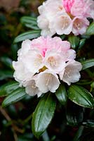 Rhododendron yakushimanum 'Koichiro Wada' AGM