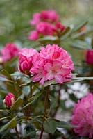 Rhododendron 'Hydon Hunter' AGM