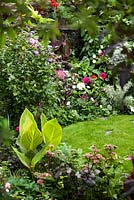 Wide view of late summer garden with lawn. Plants include, Hibiscus, Ricinus, Sedums. Canna 'Striata', Canna 'Tropicanna' with other exotic border flowers 