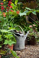 Gravel garden with watering can. Plants includes Rheum palmatum, Schizostylis coccinea 'Major'