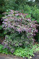 Cercis candensis