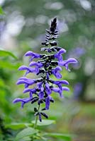 Salvia Guaranitica 'Black and Blue'