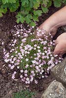 Planting Gypsophila 'Dorothy Teacher'