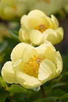 Paeonia mlokosewitschii 'Molly the Witch'