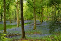 Bluebell Woods - Hyacinthoides non-scripta