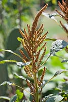 Amaranthus cruentus - Callaloo