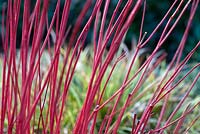 Cornus alba 'Sibirica' stems in winter. Sir Harold Hilliers Gardens, Hamsphire. 