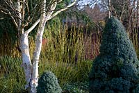 Winter border containing Betula utilis, Picea glauca 'Alberta Blue' and Cornus stolonifera 'Flaviramea'. Sir Harold Hillier Gardens, Hampshire. 