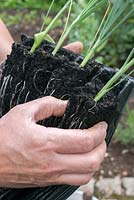Extracting young leek plants from their root trainers prior to planting out