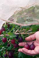 Harvesting Ribes uva-crispa 'Rokula' (Gooseberry) from under a fleece protection cover