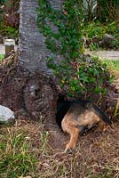 Terrier dog burrowing into the hollow root cavity of a Prunus (Cherry Tree)