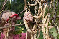 Harvesting dried beans of 'Maderia Maroon' - climbing french beans
