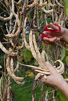 Drying beans, harvest, 'Maderia Maroon' climbing french beans