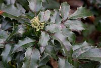 Mahonia aquifolium 'Cosmo Crawl'