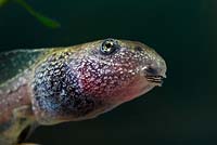 Rana temporaria - Common frog tadpole 