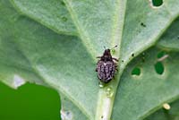 Cabbage Stem Weevil on stem of brussels sprout (Ceutorhynchus pallidactylus)