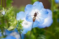 Marmalade hoverfly female (Episyrphus balteatus)on geranium flower. This is a common species and a useful pollinator. The larva is predatory and is an important biological control agent of aphid pests.