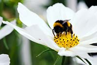 Buff-tailed bumblebee (Bombus terrestris) on cosmos flower
