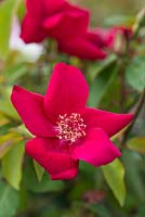 Rosa в odorata Sanguinea Group 'Bengal Crimson'