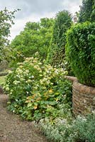 View of garden in late summer with serpentine brick wall Hydrangea arborescens, japanese anemones, hosta and yew topiary clothed with Tropaeolum speciosum foliage. 