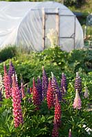 Lupin flowers on allotment with polytunnel
