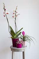 Tillandsia cyanea, Hypoestes Sanguinolenta and Phalaenopsis - Moth Orchid